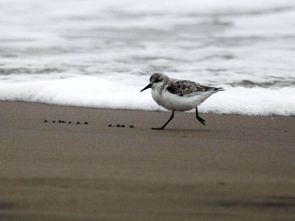 Kleine strandloper